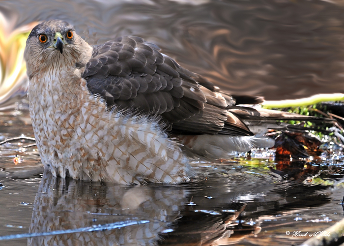 20100412 456 Coopers Hawk SERIES.jpg