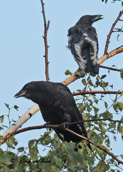 20100809 335 Leucistic Crow 1c1 SERIES.jpg