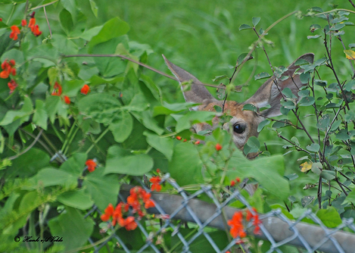 20100824 - 2 253 White-tailed Deer SERIES.jpg