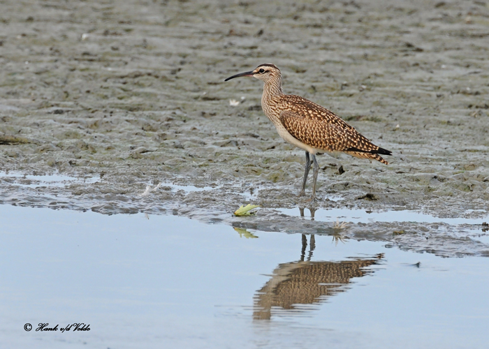 20100903 233 Whimbrel NX2 SERIES.jpg