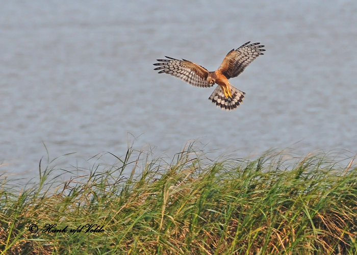 20100907 093 Northern Harrier - juv NX2.jpg