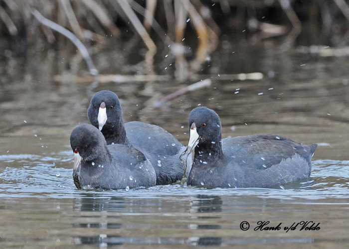 20101029 054 American Coots 1c SERIES.jpg