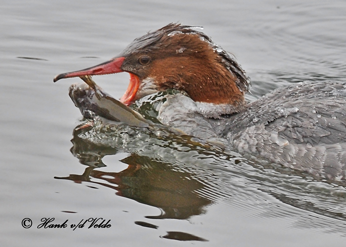20110208 271 SERIES - Common Merganser2 HP.jpg