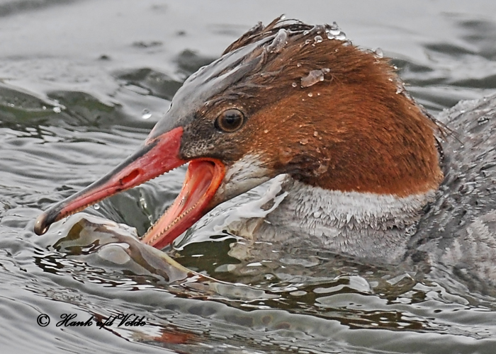 20110208 363 Common Merganser (F) 1c HP.jpg