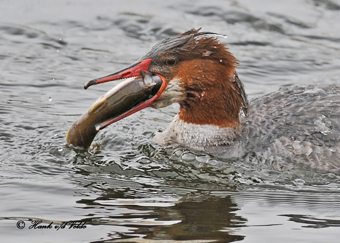 20110208 350 SERIES - Common Merganser HP 1.jpg
