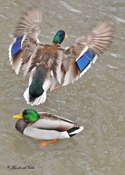 20110129 376 Mallard HP.jpg