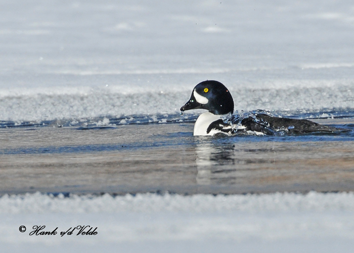 20110210 271 SERIES - Barrows Goldeneye.jpg