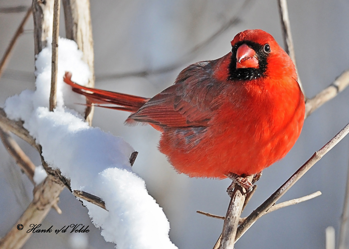 20110210 377 Northern Cardinal HP.jpg