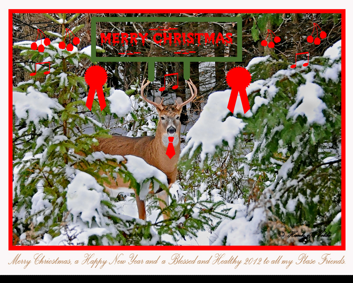 20111124 061 White-tailed Deer NX2c Xmas 7.jpg