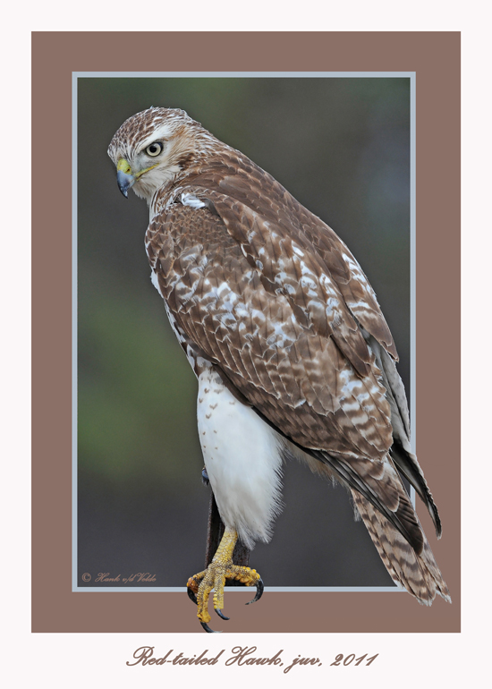 20111222 1686 Red-tailed Hawk.jpg