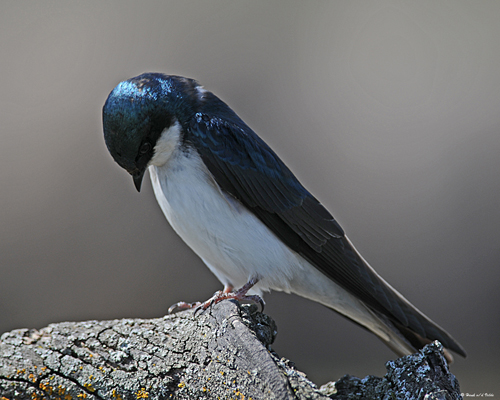 20080425 497 Tree Swallow2 xxx.jpg