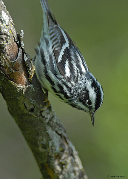 20080512 080 Black-and-white Warbler.jpg