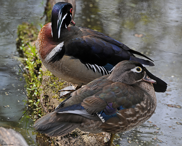 20080512 048 Wood Ducks SERIES.jpg