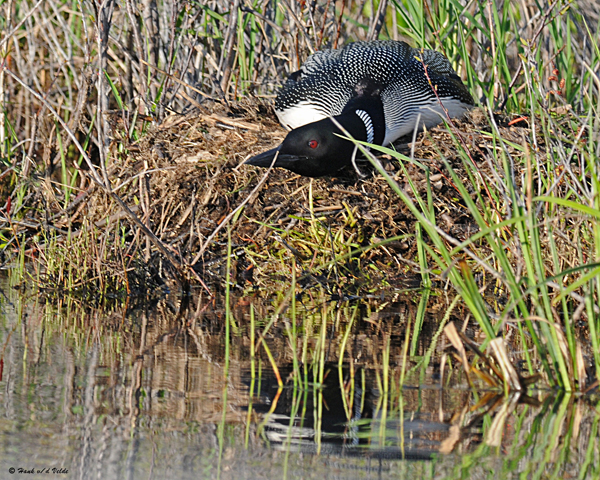 20080525 001 Common Loon  1 SERIES.jpg