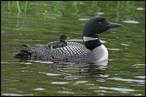 20080613 163 Common Loon (imm 1 day old) #3 SERIES.jpg