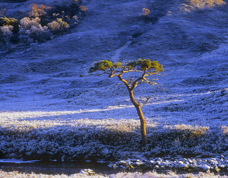 Twisted Tree Torridon