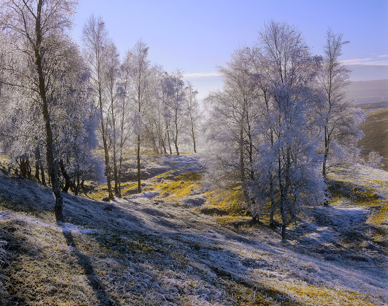 Hoar Frost Dava