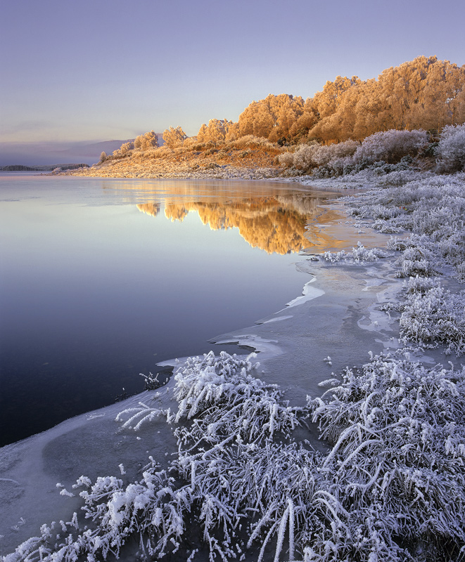 Iced Ginger