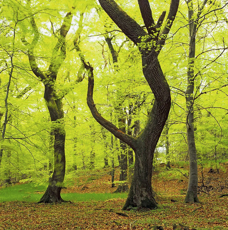 Dance of the Green veil