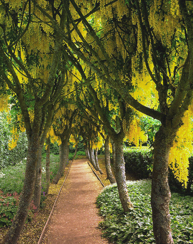 Laburnum Walkway