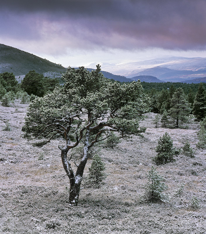 The Peppermint Tree