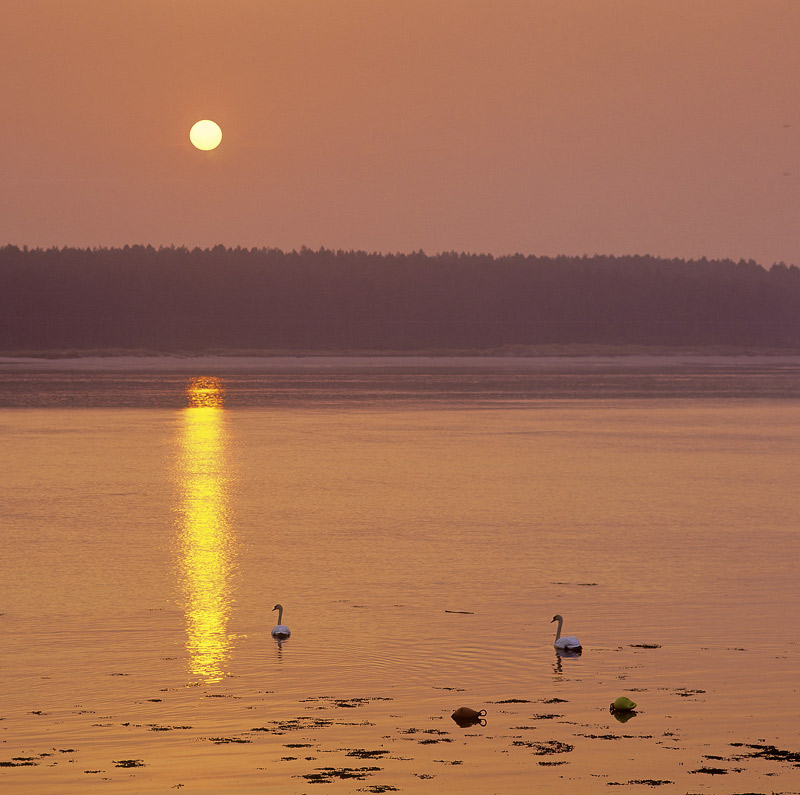 Two Swans a Swimming