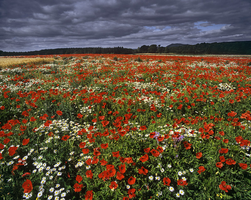 Poppy Explosion