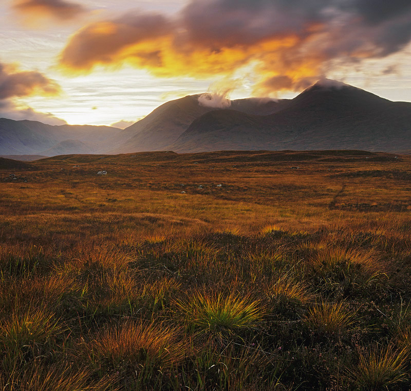 Rannoch Fire Grass