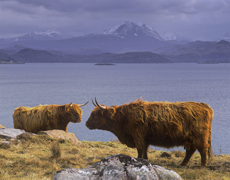 Gairloch Coos