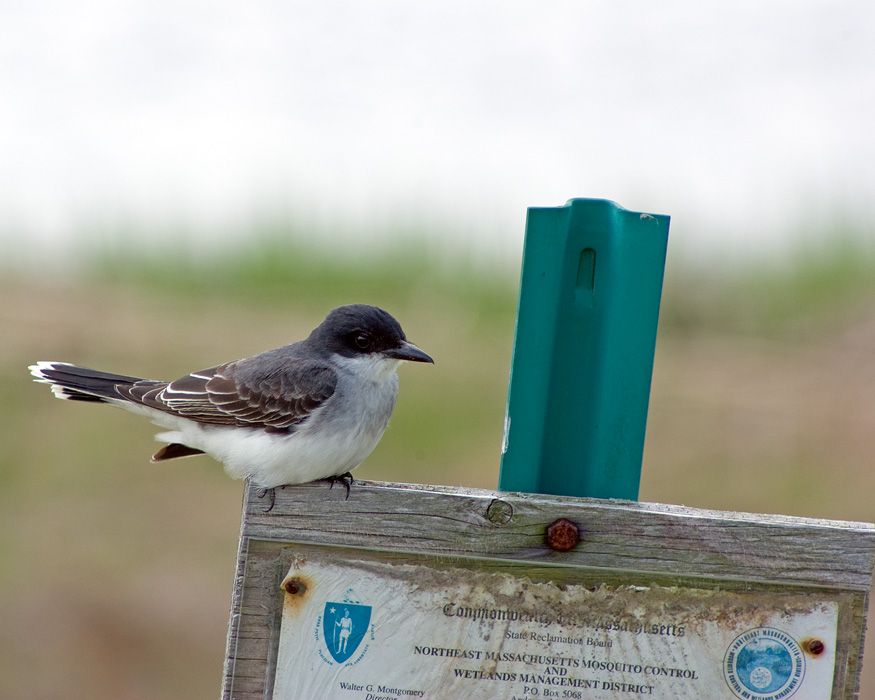 Eastern Kingbird