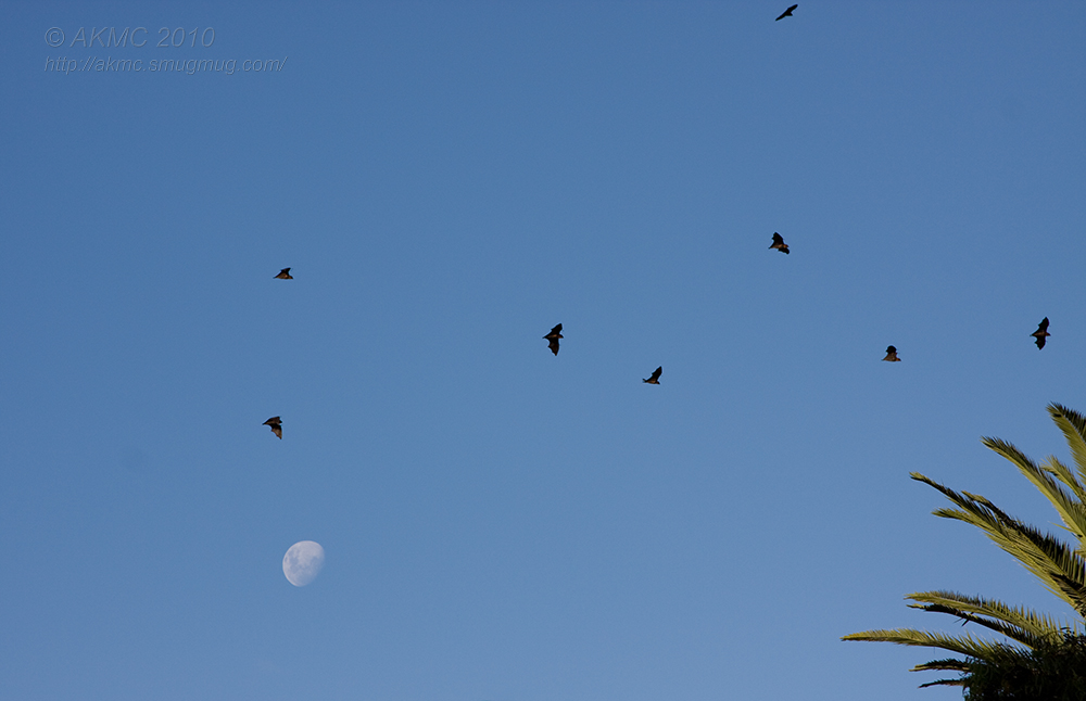 5774 Bat Flight By Night (Thu 25 Feb 10)
