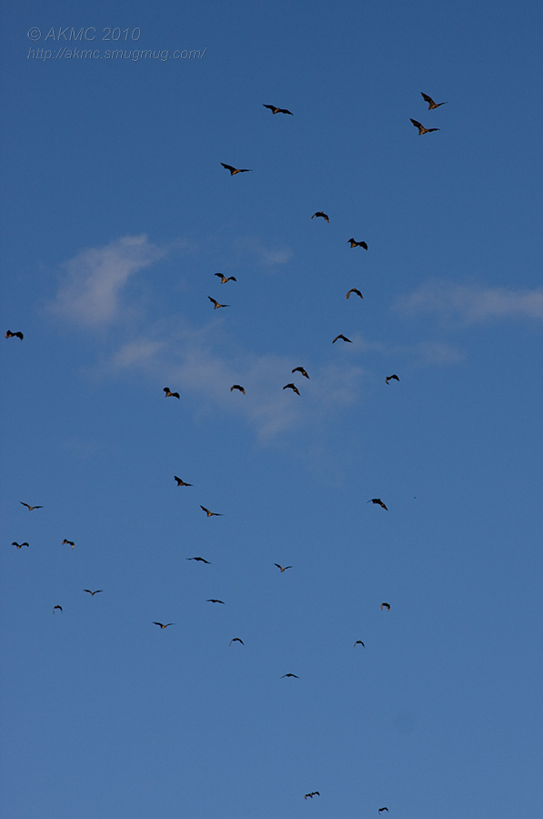 5778 Bat Squadrons 2 (Thu 25 Feb 10)