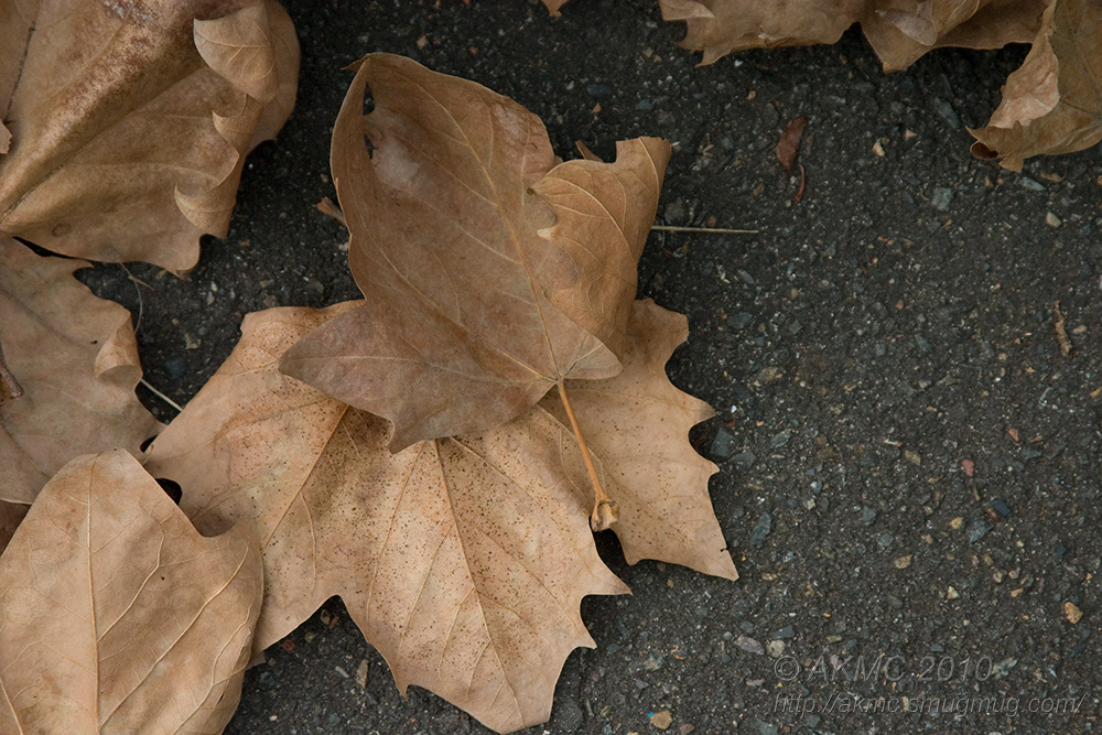 100406_130748_5250 Autumn Cometh (Tue 06 Apr 10)