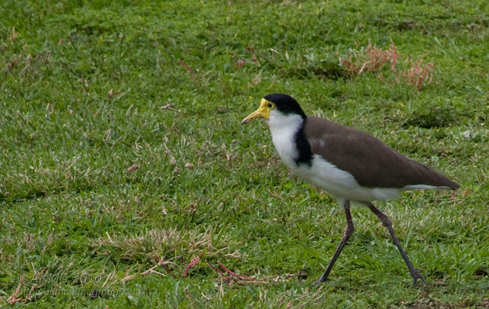 100407_141904_5286 Confused (Wed 07 Apr 10)