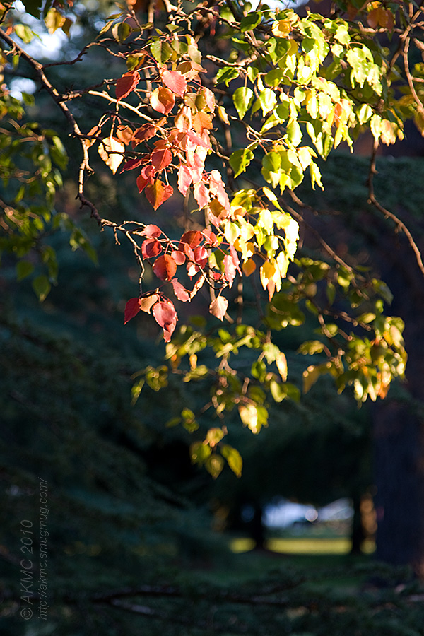 7410 Autumn Leaves, Late Afternoon Sun