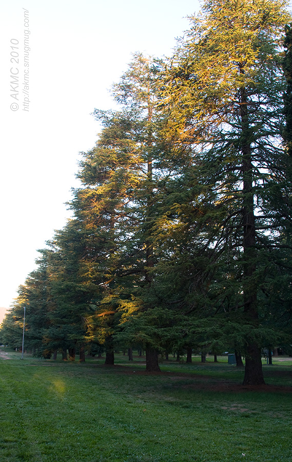7426 Treeline In The Afternoon Light