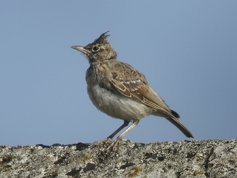 Tofslrka - Crested Lark  (Galerida cristata)