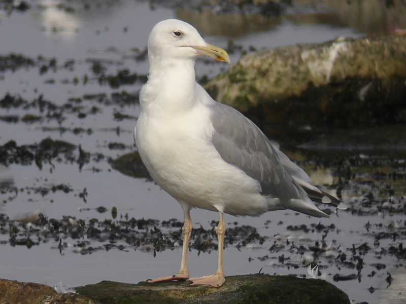 Kaspisk trut - Caspian Gull (Larus cachinnans)