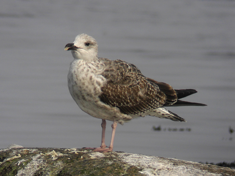 Medelhavstrut - Yellow-legged Gull  (Larus michahellis)