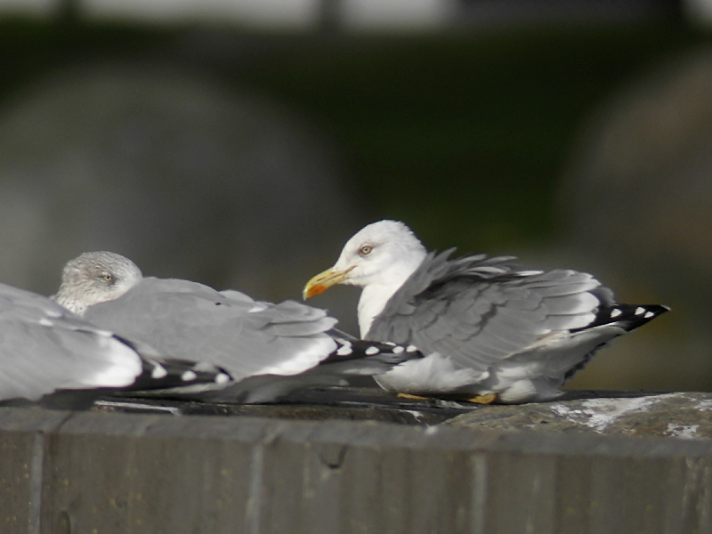 Medelhavstrut - Yellow-legged Gull  (Larus michahellis)