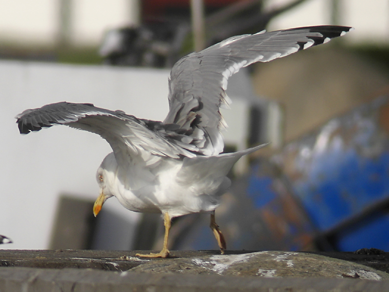 Medelhavstrut - Yellow-legged Gull  (Larus michahellis)