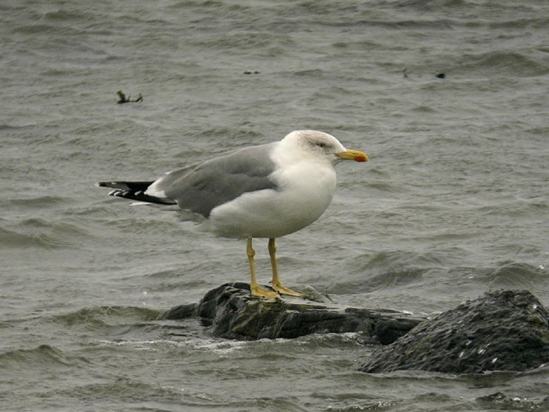 Medelhavstrut - Yellow-legged Gull  (Larus michahellis)