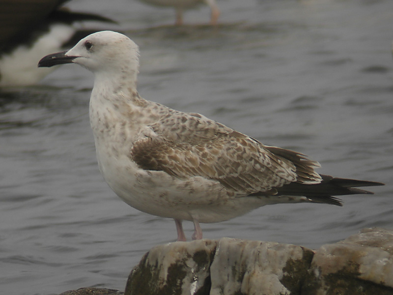 Kaspisk trut - Caspian Gull (Larus cachinnans)