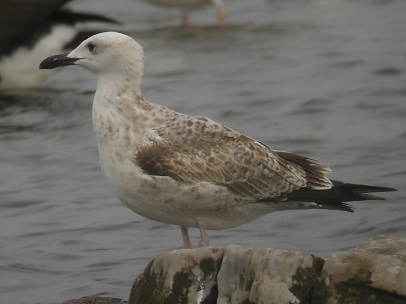 Kaspisk trut - Caspian Gull  (Larus cachinnans)