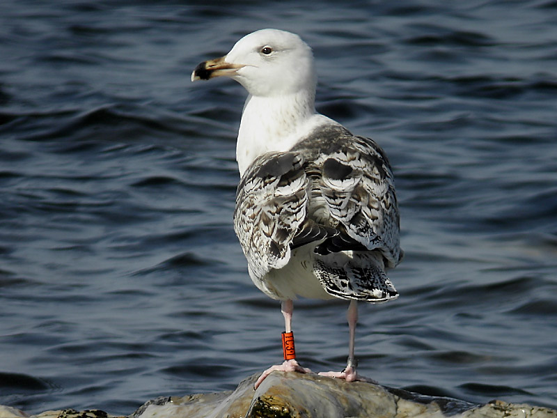 Great Blck-backed Gull