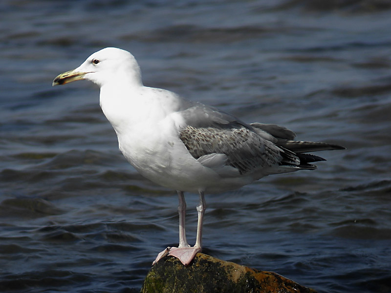 Kaspisk trut - Caspian Gull  (Larus cachinnans)
