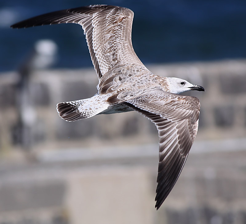 Kaspisk trut - Caspian Gull  (Larus cachinnans)