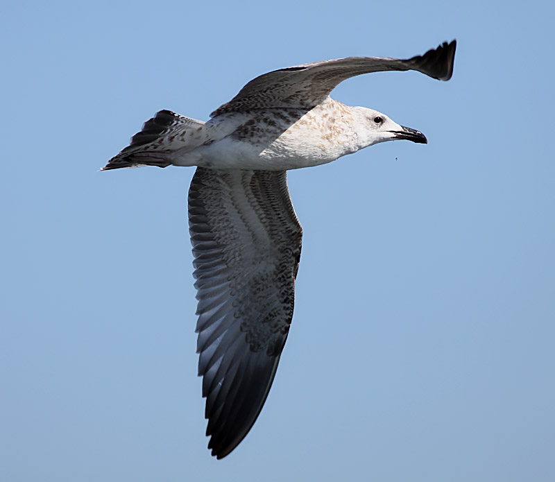 Kaspisk trut - Caspian Gull  (Larus cachinnans)