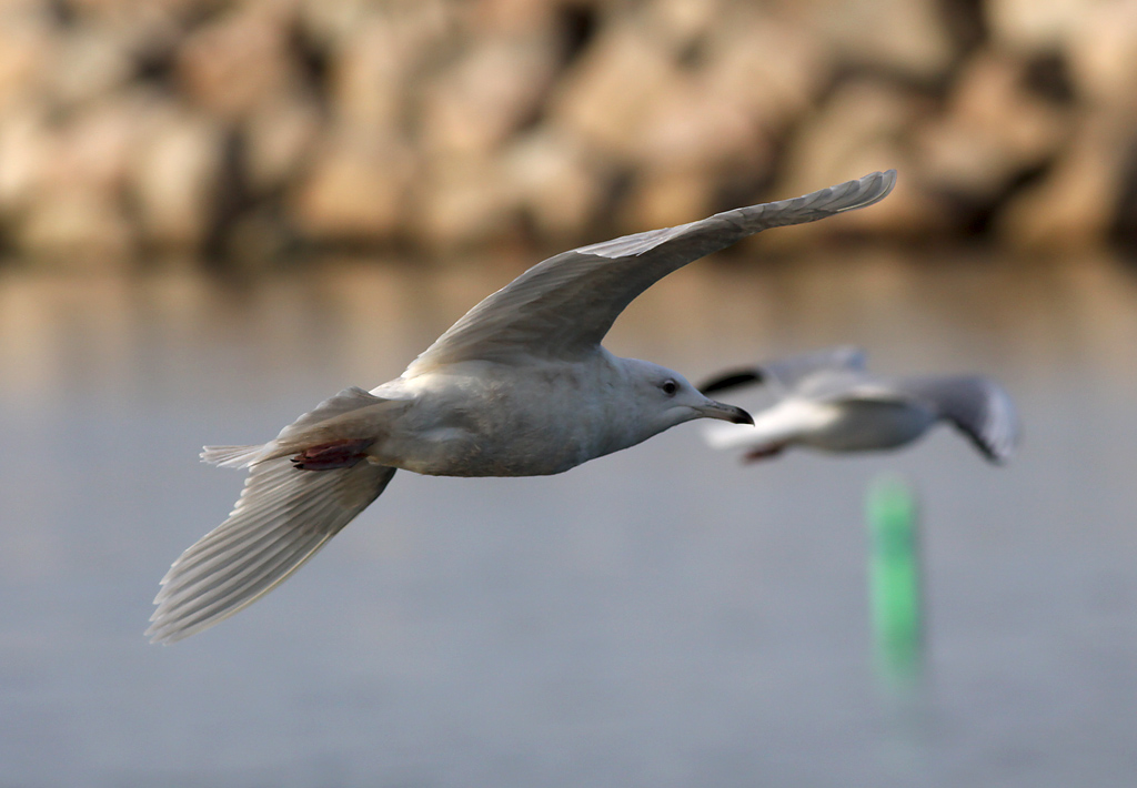 Vitvingad trut - Iceland Gull  (Larus glaucoides)