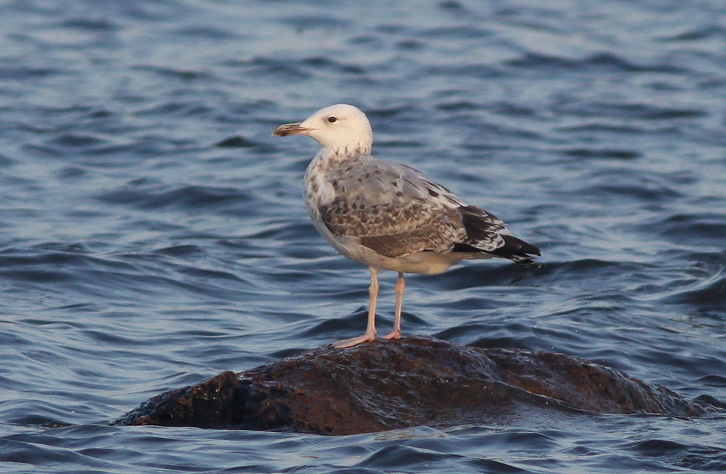 Kaspisk trut - Caspian Gull  (Larus cachinnans)